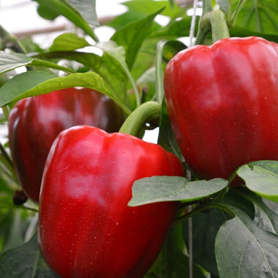 Paprika - California Wonder - Kultursort