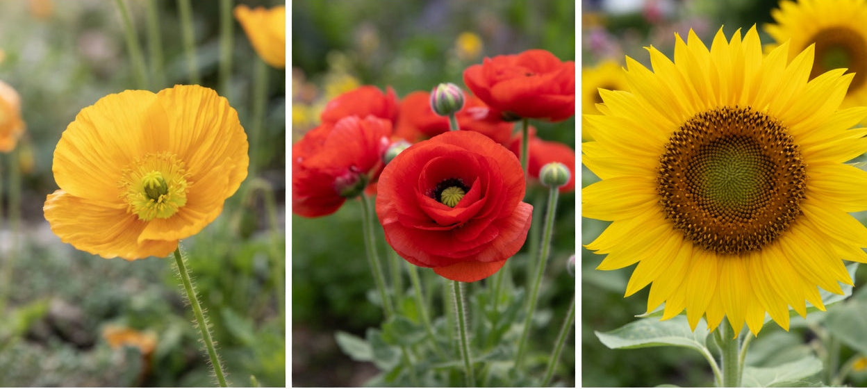Blompaket – färg i trädgården